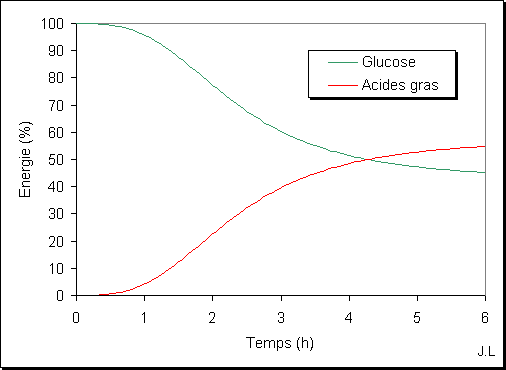 Energie produite par le glucose et les acides gras Energie produite par le glucose et les acides gras