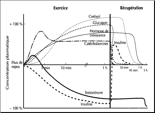 Production hormonale Production hormonale